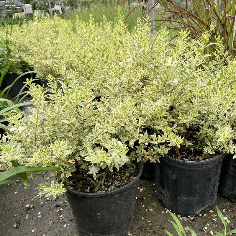 花叶香桃木盆栽爱神木四季常绿耐热耐寒木本庭Q院阳台观叶观花植,鲜花速递/花卉仿真/绿植园艺,绣球/木绣球/木本植物,淘宝优惠券,粉丝福利购,淘宝优惠卷