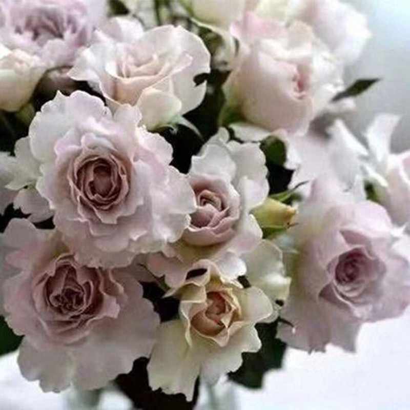 莎菲天使玫瑰月季花苗稀有新品日月河本纯子白色淡紫灌Z木浓香切,鲜花速递/花卉仿真/绿植园艺,月季/蔷薇/玫瑰,淘宝优惠券,粉丝福利购,淘宝优惠卷