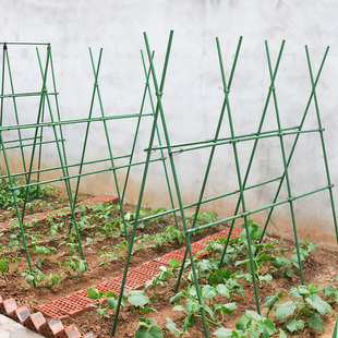 园艺支架植物攀爬架黄瓜爬藤架葡萄架爬M藤架子花支架西瓜架子
