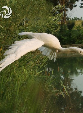 仿真羽毛白鹭朱鹮j园林装饰鸟类模型教学道具橱窗落地摆件手工艺