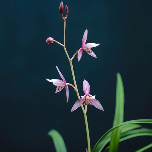建兰市长红四季兰花苗夏带花苞名贵浓香室内花卉盆栽W茶室绿植红