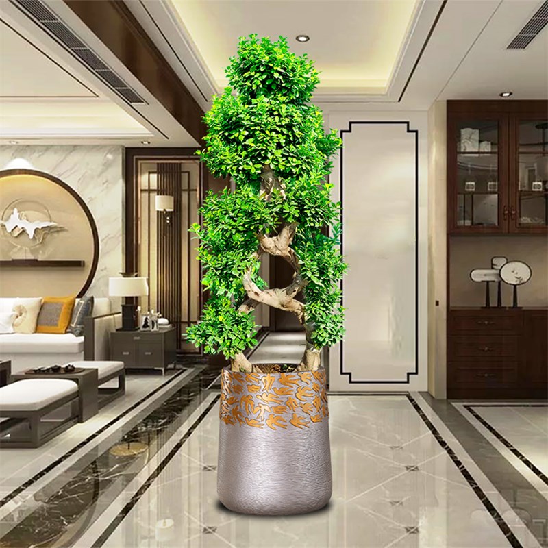 金字塔金钱榕大型盆栽办公室植物室内H绿植客厅盆景发财树净化空