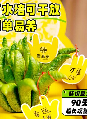 金华佛手柑水培绿植鲜果闻香观赏盆栽新鲜L切枝室内桌面摆件佛手