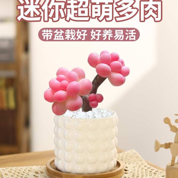 奶酪多肉植物室内盆栽汤圆桃蛋小肉肉花卉绿植物好养易活