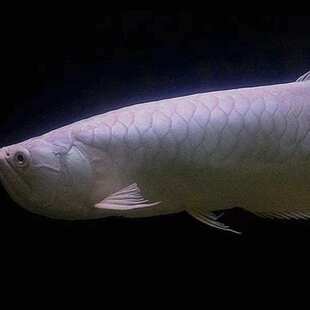 银龙鱼活鱼苗热带观赏鱼中大型黄化红眼白子银龙七彩银龙练手龙鱼