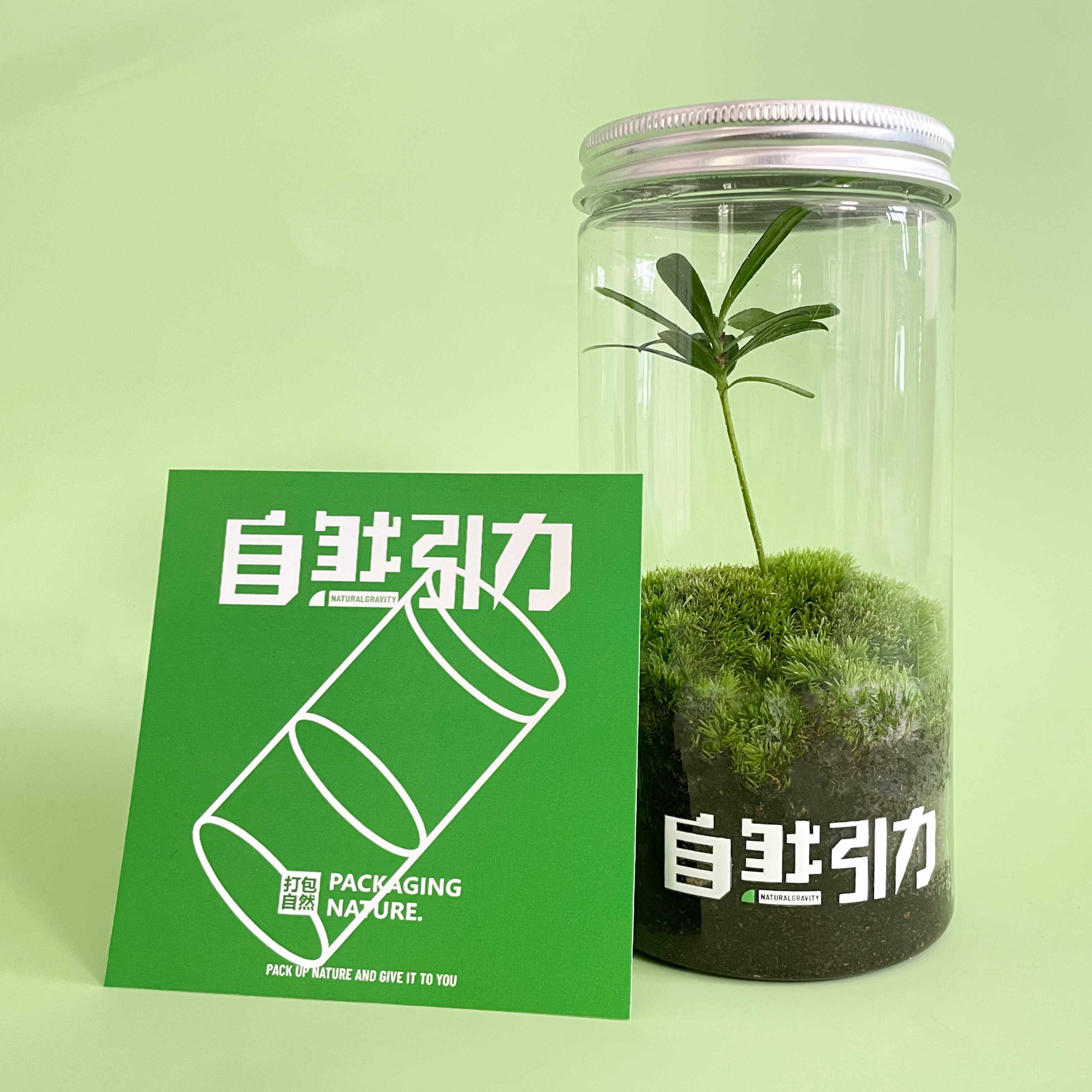 自然引力-罗汉松苔藓 微景观桌面小绿植室内植物好养植物送人礼品,鲜花速递/花卉仿真/绿植园艺,苔藓微景观,淘宝优惠券,粉丝福利购,淘宝优惠卷