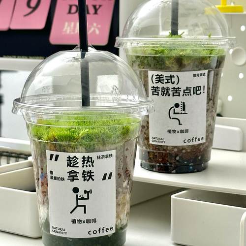 你的办公桌，需要这片绿