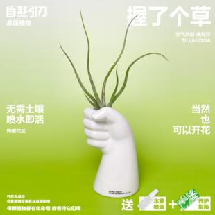 自然引力 握了个草空气凤梨美杜莎无土栽培植物盆栽懒人好养