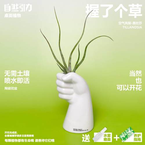 握了个草空气凤梨美杜莎无土栽培