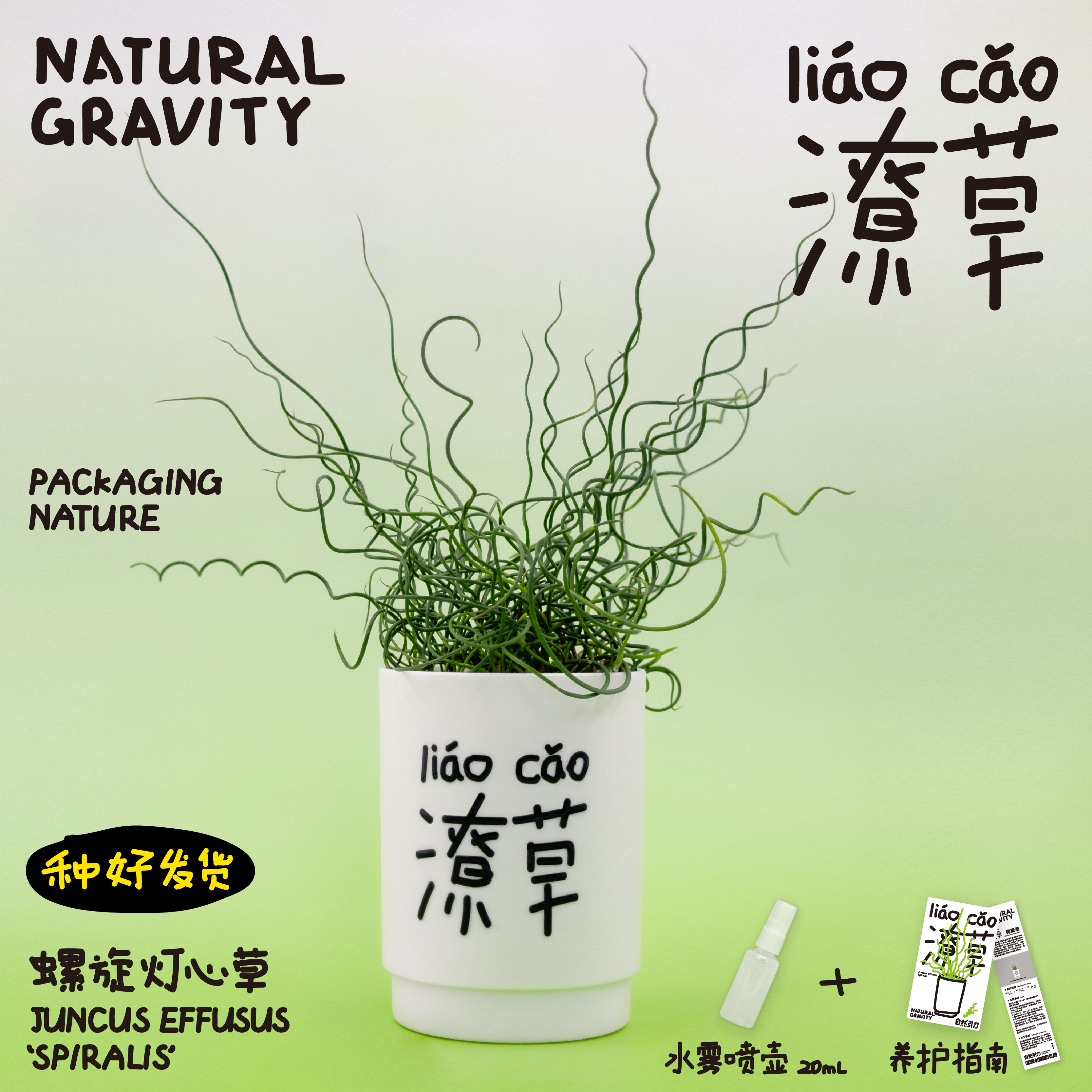自然引力-潦草 弹簧草螺旋灯心草趣味观叶植物懒人好养桌面盆栽