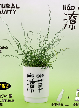 潦草弹簧草螺旋灯心草