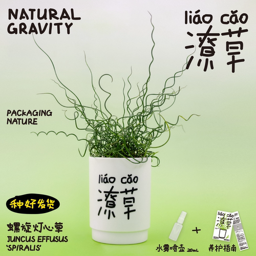 潦草弹簧草螺旋灯心草