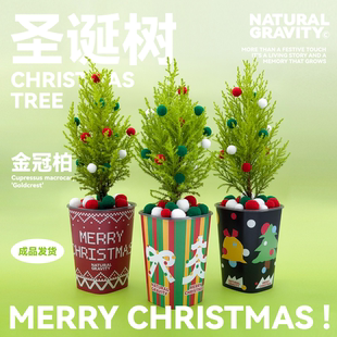 自然引力 香松圣诞树摆件圣诞节礼物创意节日小香松盆栽礼物