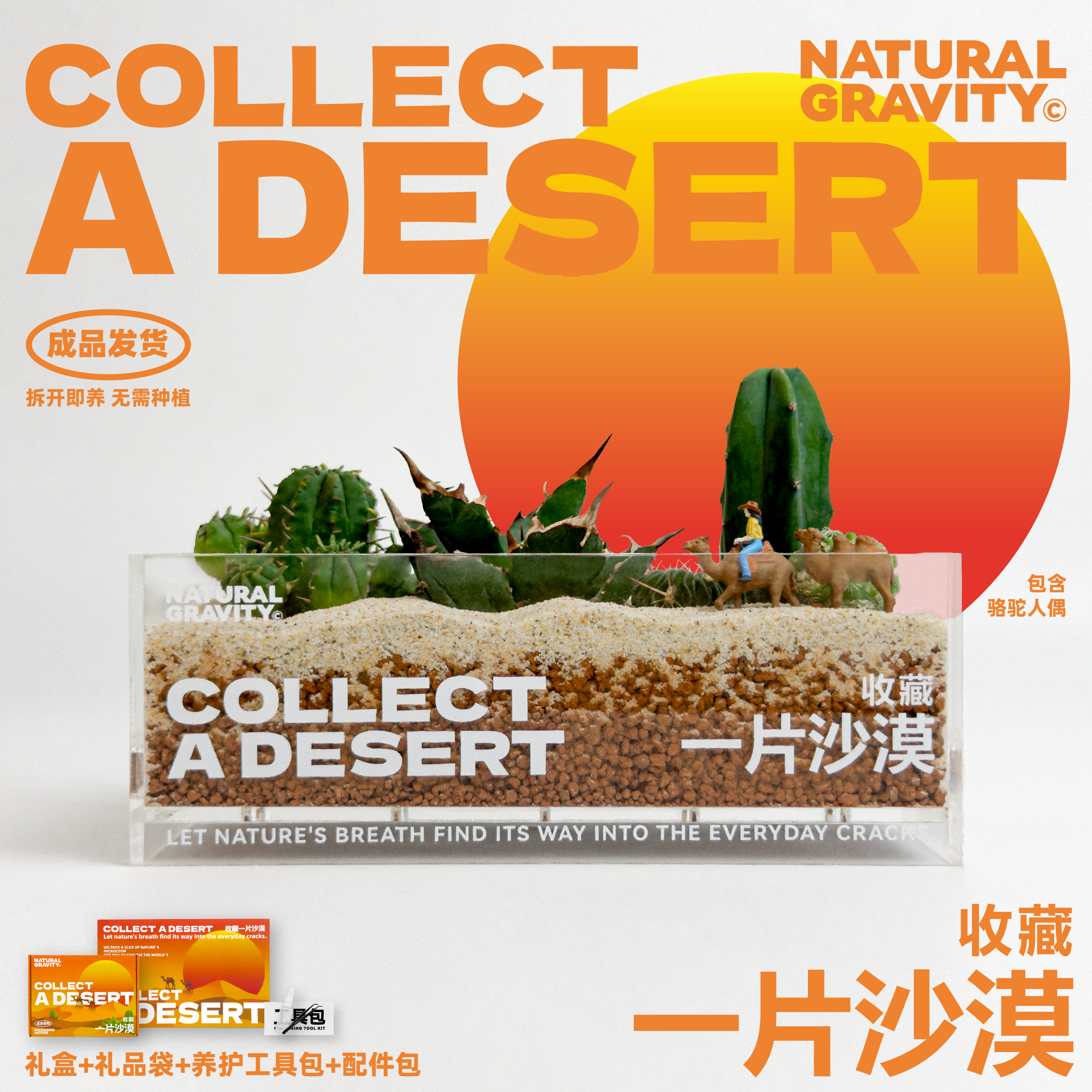 自然引力一片沙漠仙人掌成品盆栽龙舌兰植物创意办公桌面治愈摆件