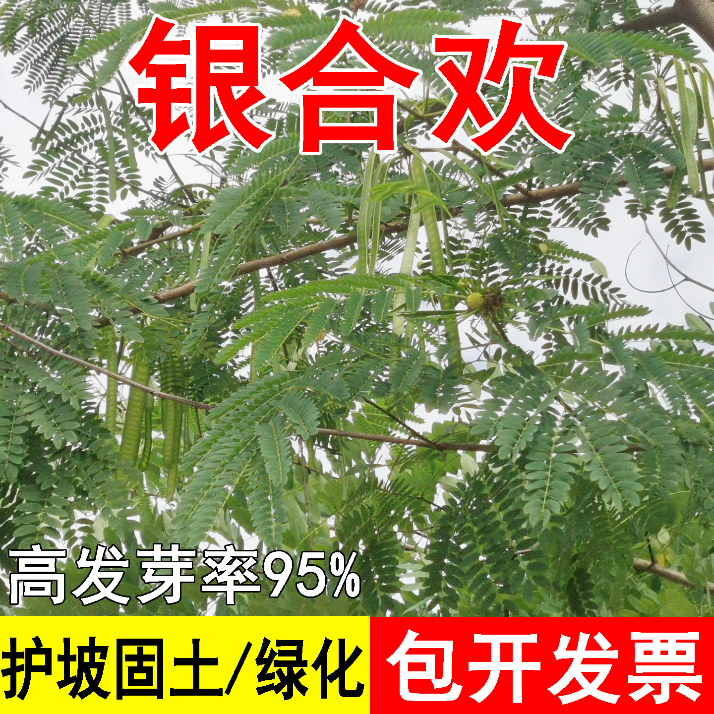 银合欢种子合欢种籽红花合欢种籽 金合欢种子 绒花树种子护坡灌木
