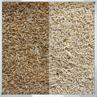 燕麦脱皮机 莜麦脱皮机 燕麦胚芽米脱皮设备 不伤仁 不刮花