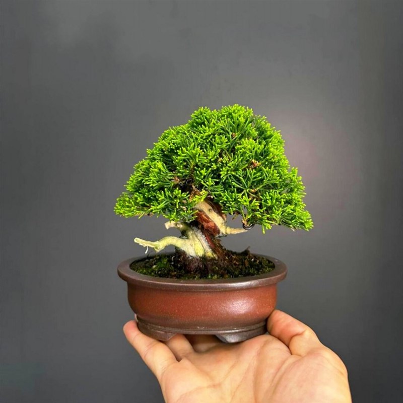 宫阪系鱼川真柏老桩盆景室t内植物办公室阳台盆栽一物一拍基地直