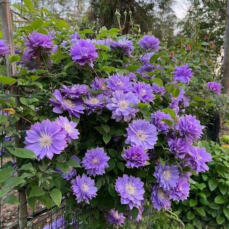 【故里】1.5加仑铁线莲阳台庭院地载盆L栽爬藤花卉植物四季开花,鲜花速递/花卉仿真/绿植园艺,绣球/木绣球/木本植物,淘宝优惠券,粉丝福利购,淘宝优惠卷