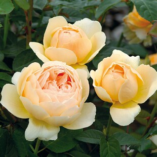 惠惠的花b园月季花苗无名的裘德/朦胧的朱睇浓香勤花好养盆栽植物