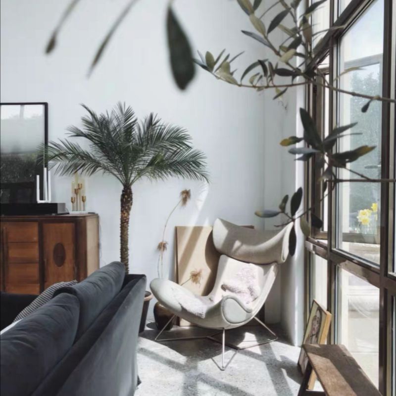 棕榈树美丽针葵椰子树热带风植物阳台别墅走廊室V内大型绿植盆栽