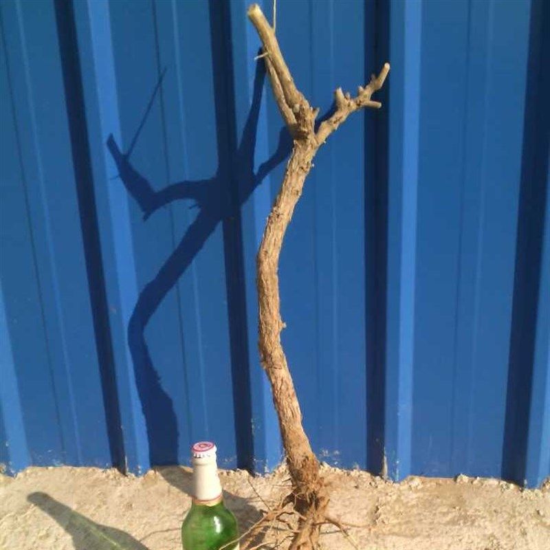 宁夏枸杞树老树桩食用采r鲜果树桌面绿植