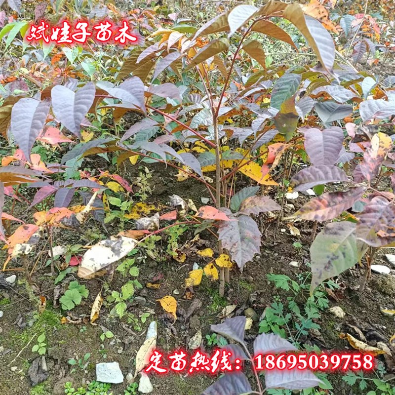 基地直销精品1年漆树小苗农村z土漆树大木漆小木漆漆棺材的漆树苗
