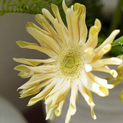 花曌 新鲜香格里拉卷边奶油弗朗花+排草混搭组Q合花束 家居瓶插花