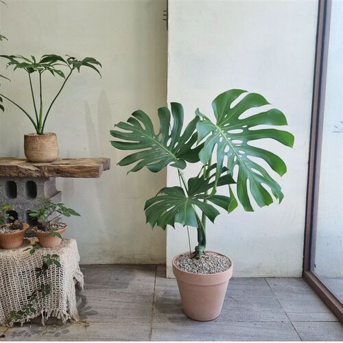 苏太植物 老h桩龟背竹盆栽室内客厅大型绿植净化空气大叶植物