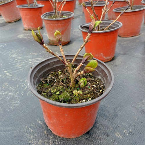 无尽夏绣球花苗盆栽 阳台室内外庭C院种植院耐寒花卉植物 四季开