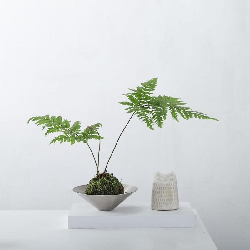 红磷蕨盆栽苔藓球水培植物室内耐阴桌I面四季好养一叶蕨盆景绿植