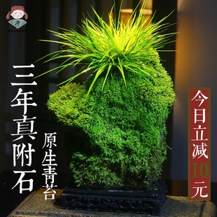 附石菖蒲吸水石小盆景虎r耳草盆栽室内桌面绿植苔藓微景观水培植