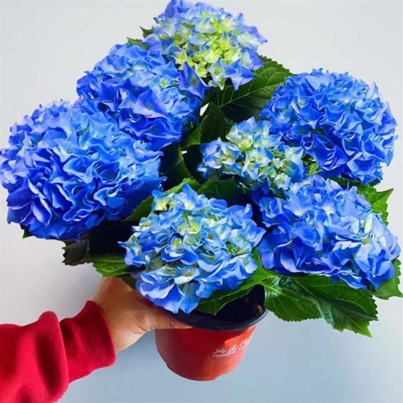 绣球花苗盆栽花卉植物室s内花四季开花不断无尽夏大花带花苞易成,鲜花速递/花卉仿真/绿植园艺,绣球/木绣球/木本植物,淘宝优惠券,粉丝福利购,淘宝优惠卷