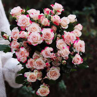 折射泡泡b多头小玫瑰鲜花云南直发昆明直批基地斗南花市市场玫瑰