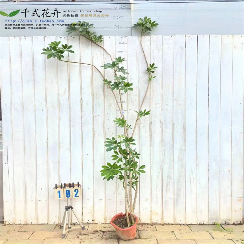 鸭脚木盆栽老桩造型客厅绿植落地轻奢真M花鸭掌木室内大型植物