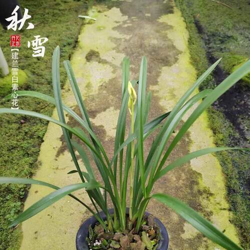 建兰秋雪夏秋季带花苞四s季兰花苗素心名品室内喜阴花卉绿植浓香