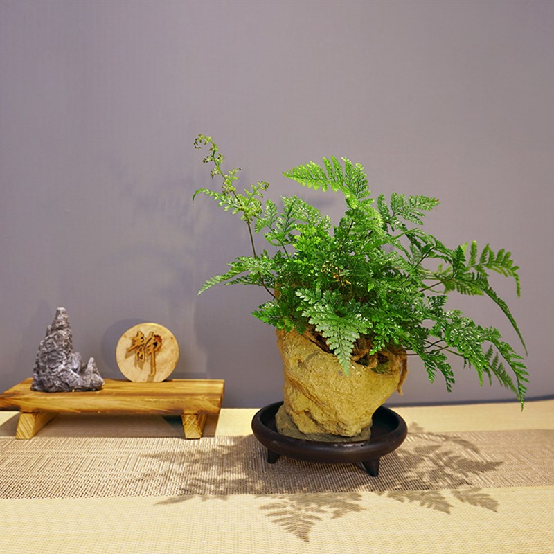 吸水石创意造型盆景m室内外好养桌面小绿植盆栽文竹蕨类竹子植物