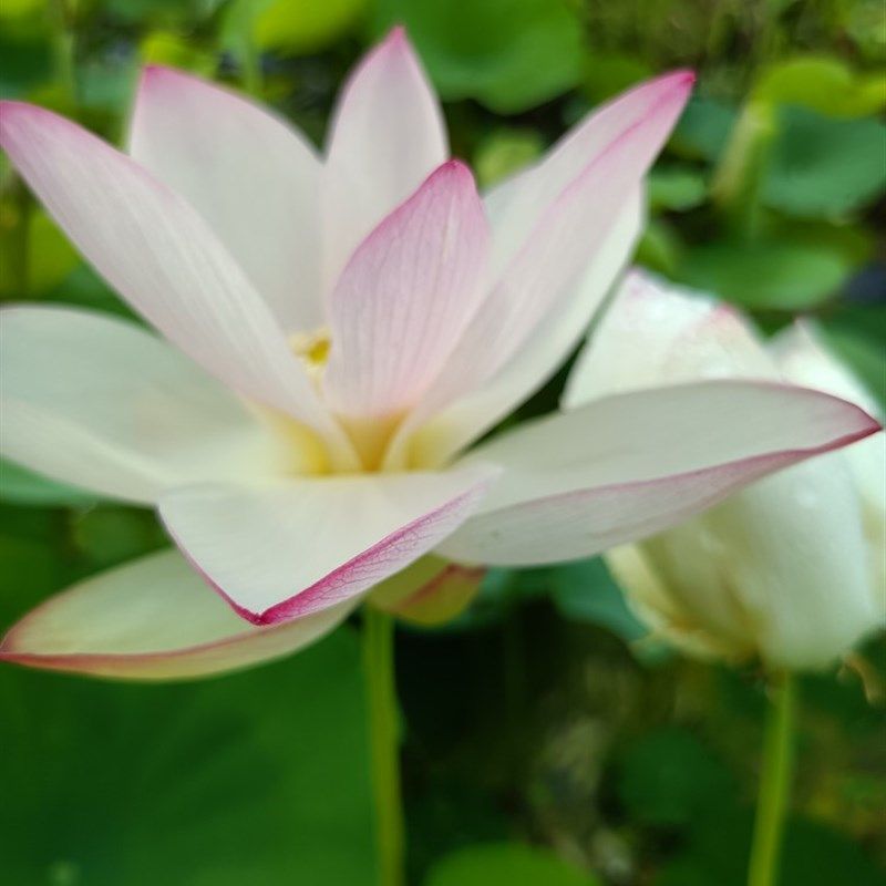 碗莲逸仙莲大型品种花单瓣u白色尖红易结实丰花三十五以上直径容,鲜花速递/花卉仿真/绿植园艺,造型盆景,淘宝优惠券,粉丝福利购,淘宝优惠卷