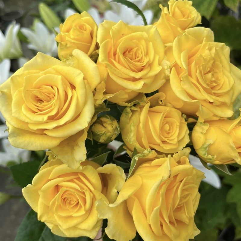 苏格兰黄油  月季花p苗特大花开花黄玫瑰室内阳台四季盆栽花卉绿,鲜花速递/花卉仿真/绿植园艺,月季/蔷薇/玫瑰,淘宝优惠券,粉丝福利购,淘宝优惠卷