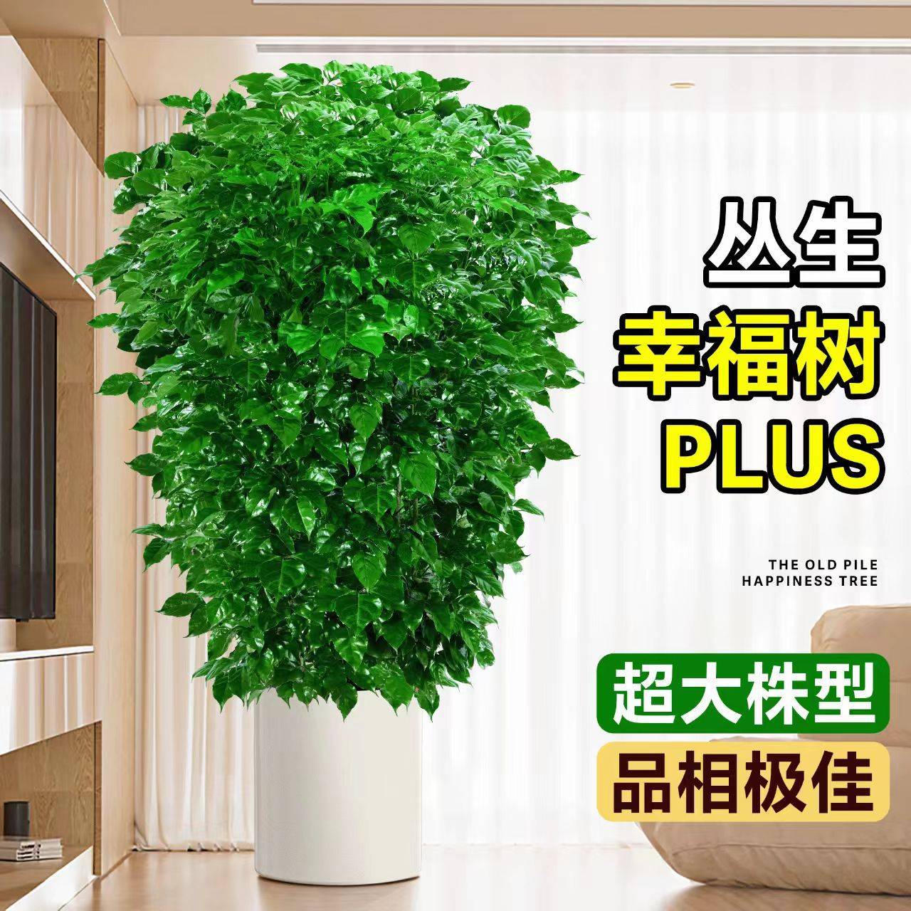 幸福树客厅大盆栽室内好养花卉盆景平安树绿植办公室四季常青植物