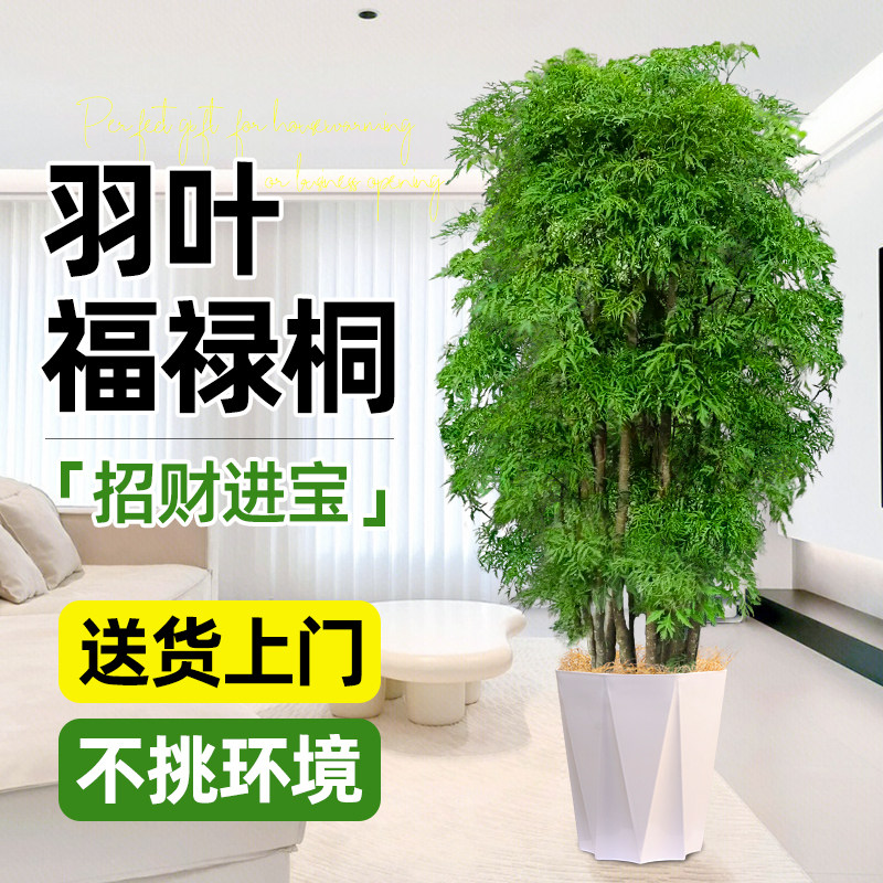 福禄桐盆栽室内大型绿植高级感客厅落地植物金钱兜羽叶好养招财