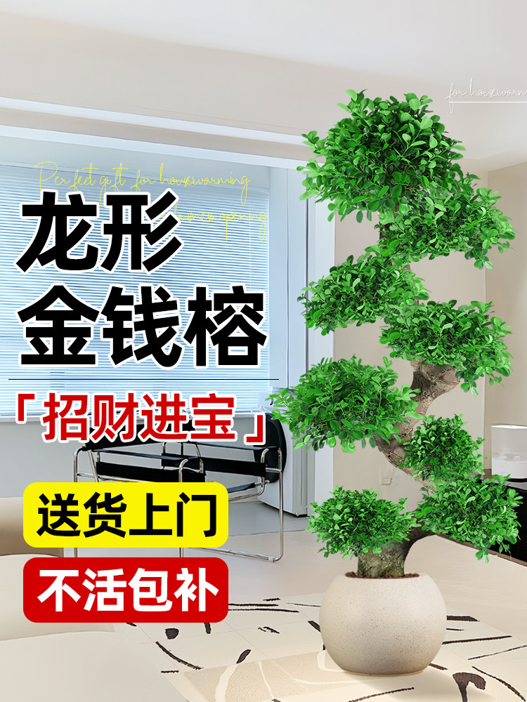 金钱榕大盆栽室内大型盆景招财金钱树客厅办公室摇钱树发财树四季