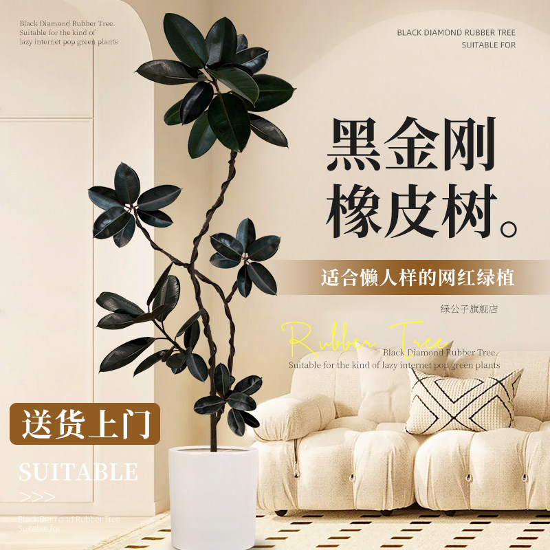 黑金刚橡皮树大盆栽 绿公子橡皮树盆栽 适合新手的观叶植物