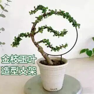 金枝玉叶孔雀造型花卉定型支撑架