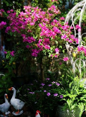 花园别墅庭院摆饰园林景观水池假山装饰田园小白鹅情侣动物摆件鸭