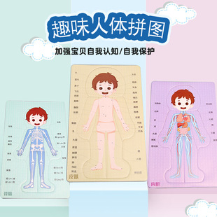 科技小制作DIY人体器官消化系统拼图KT内脏拼图模型科学实验材料