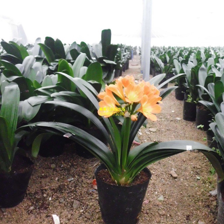 福建花卉永福花卉室内观花观叶植物带花君子四季常青 批发