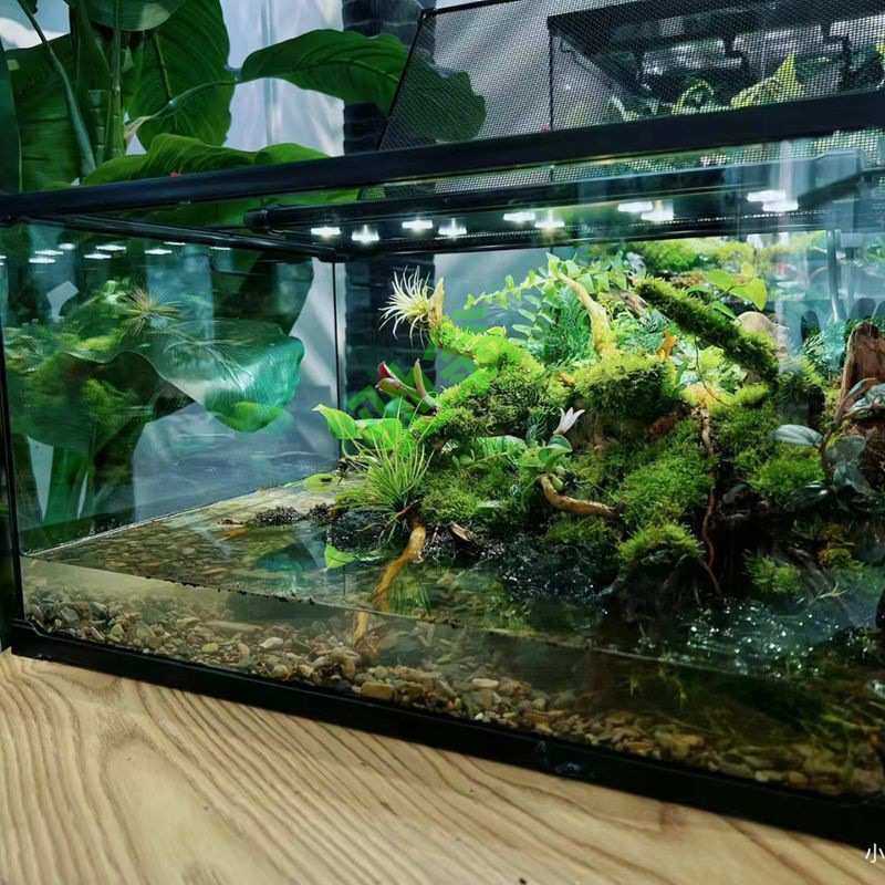 yut创意桌面苔藓微景观水陆爬宠生态缸玻璃饲养箱角蛙水龟雨林缸