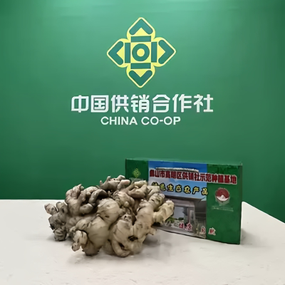 高明合水新鲜现挖现发正宗生姜