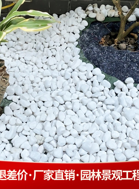 40斤天然白石子造景庭院景观铺路花盆鱼缸多肉铺面鹅卵石工程施工