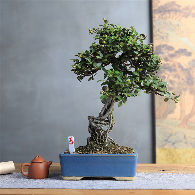 精品小叶提根白花串果q荀子丰花丰果茶台小老桩造型盆景一物一拍